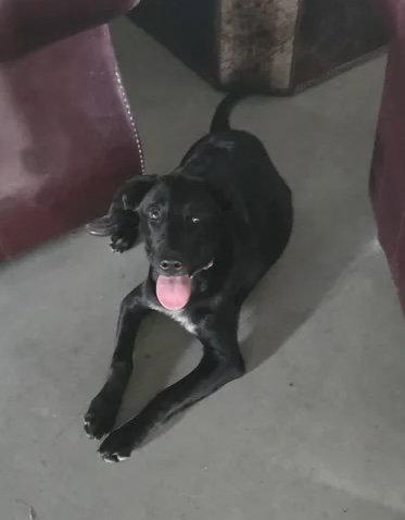 Molly, Adopted, Puppy Female Labrador Retriever.