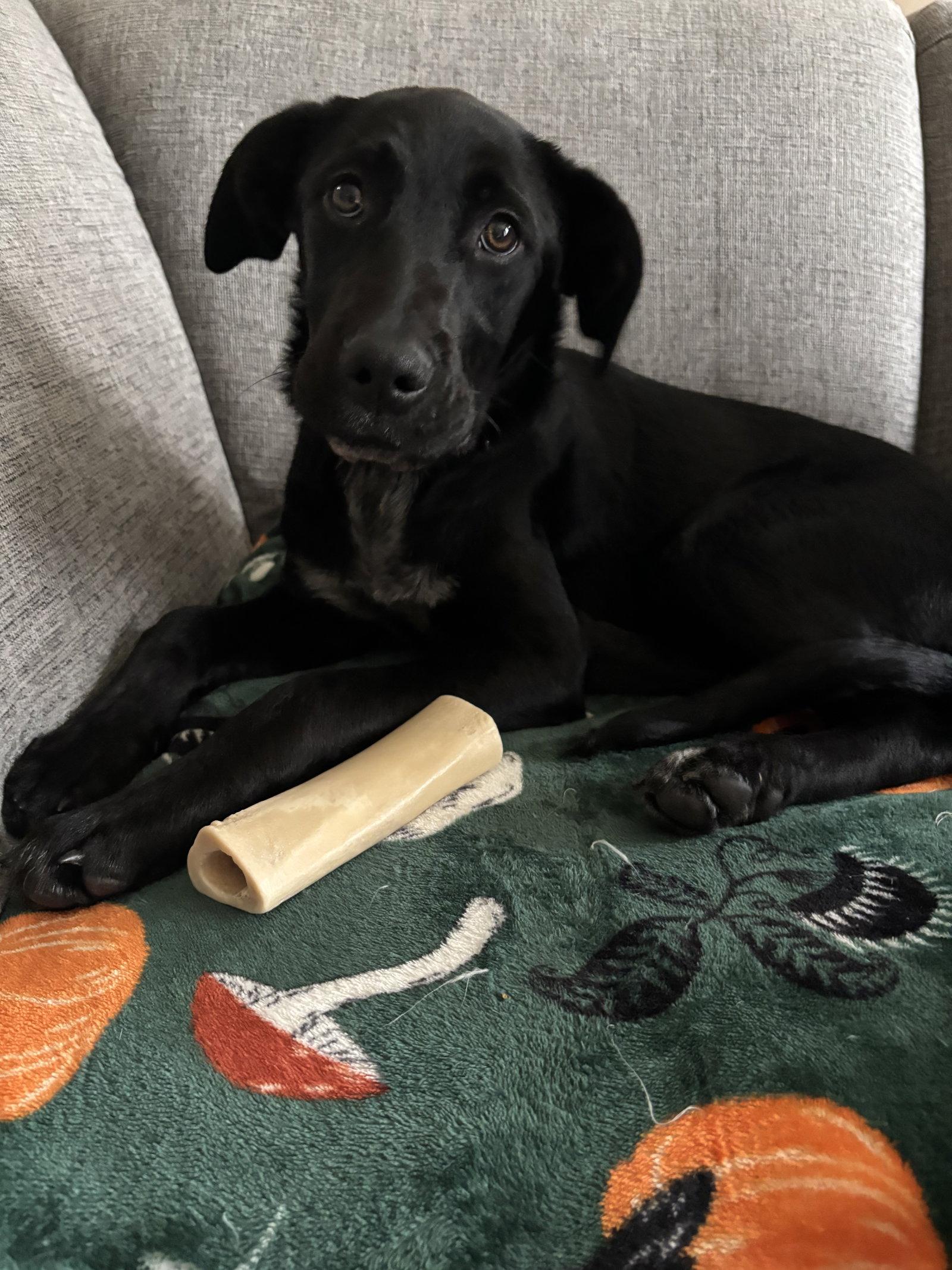 Enlarge Molly, a Adopted Labrador Retriever in Fort Wayne, IN image 2/3