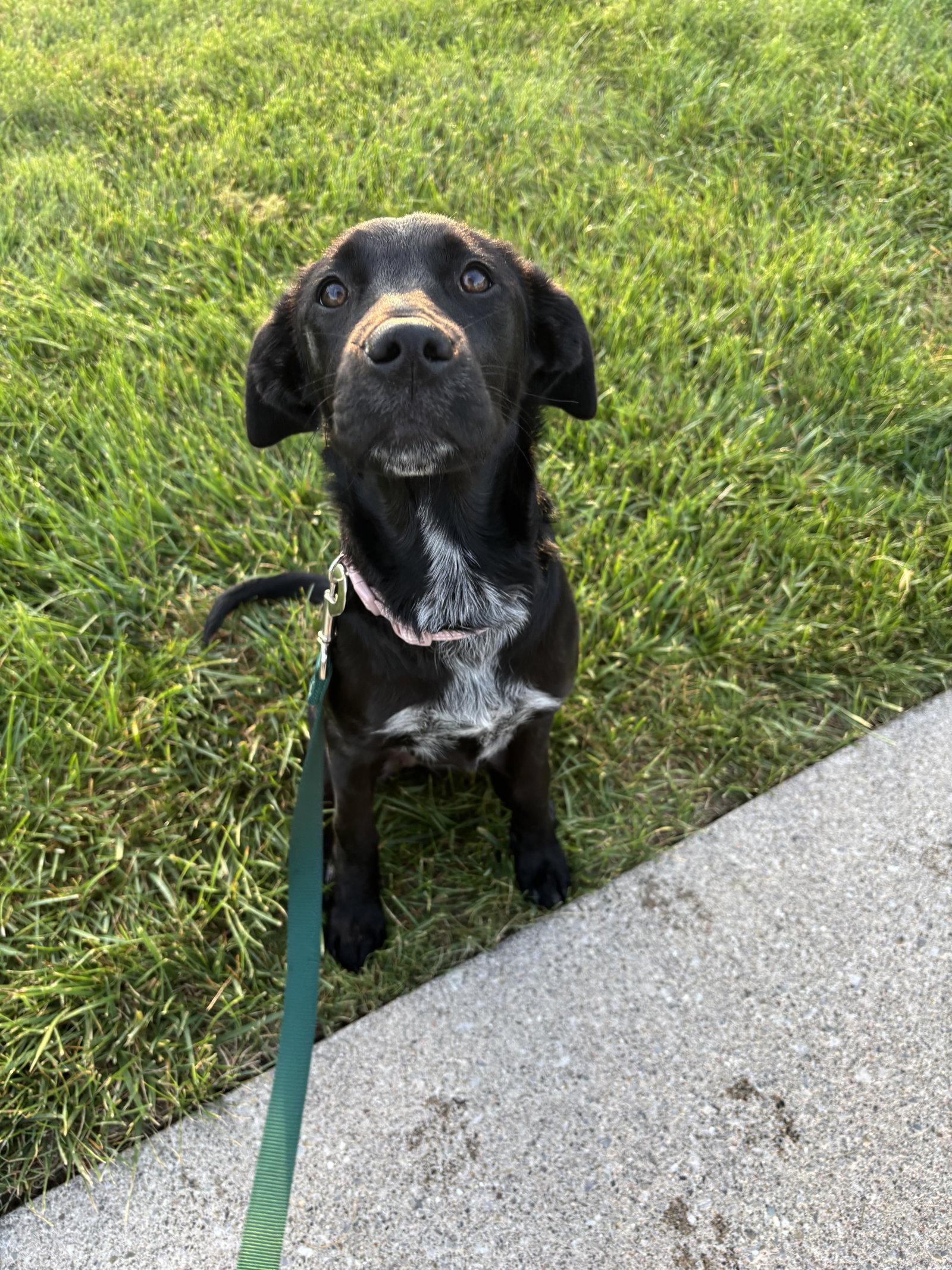 Enlarge Molly, a Adopted Labrador Retriever in Fort Wayne, IN image 3/3