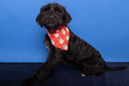 Luigi, Adoptable, Puppy Male Terrier & Mixed Breed.