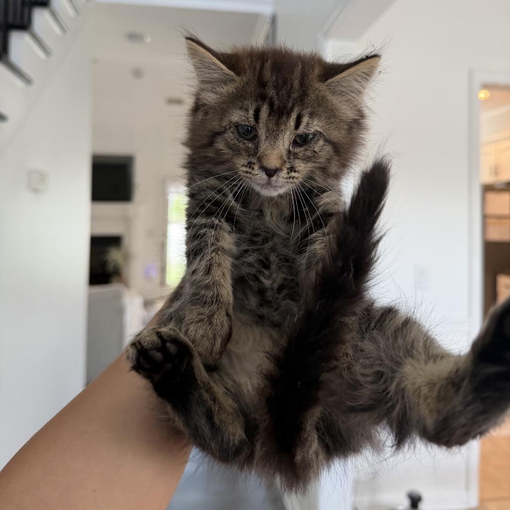 Baby Jane Doe, a Adoptable Domestic Long Hair in Suffern, NY image 4/4