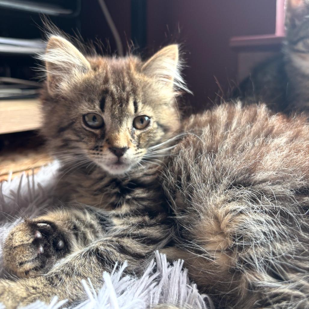 Baby Jane Doe, a Adoptable Domestic Long Hair in Suffern, NY image 1/4