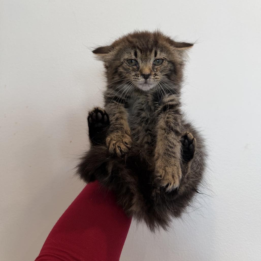 Baby Jane Doe, a Adoptable Domestic Long Hair in Suffern, NY image 2/4