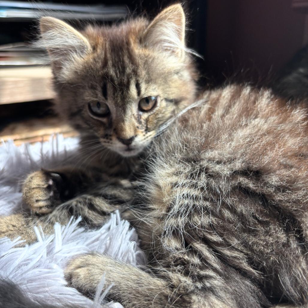 Baby Jane Doe, a Adoptable Domestic Long Hair in Suffern, NY image 3/4