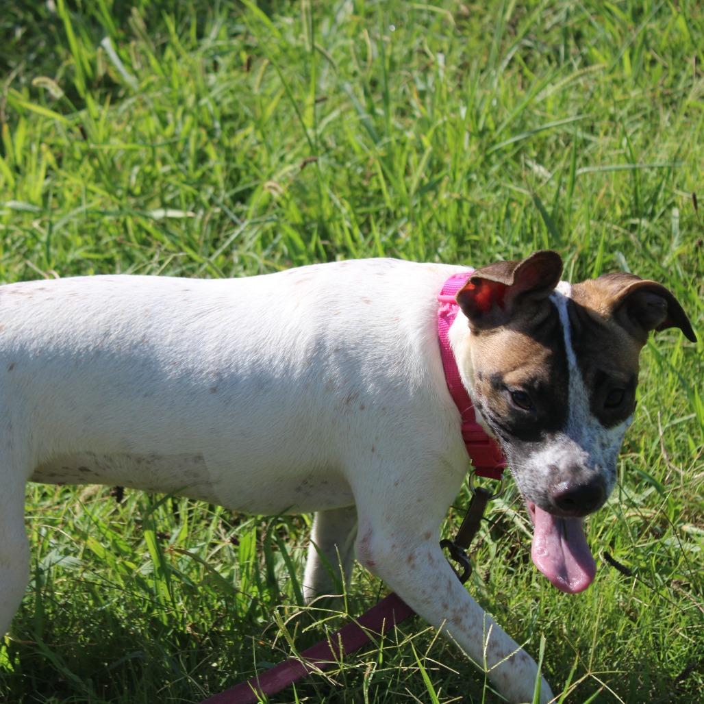 Denali, Adoptable, Young Female Australian Cattle Dog / Blue Heeler & Mixed Breed.