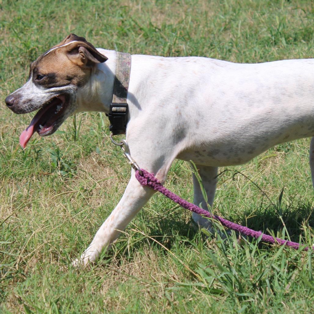 Enlarge Denali, a Adoptable mixed breed in Cleveland, MS image 2/5