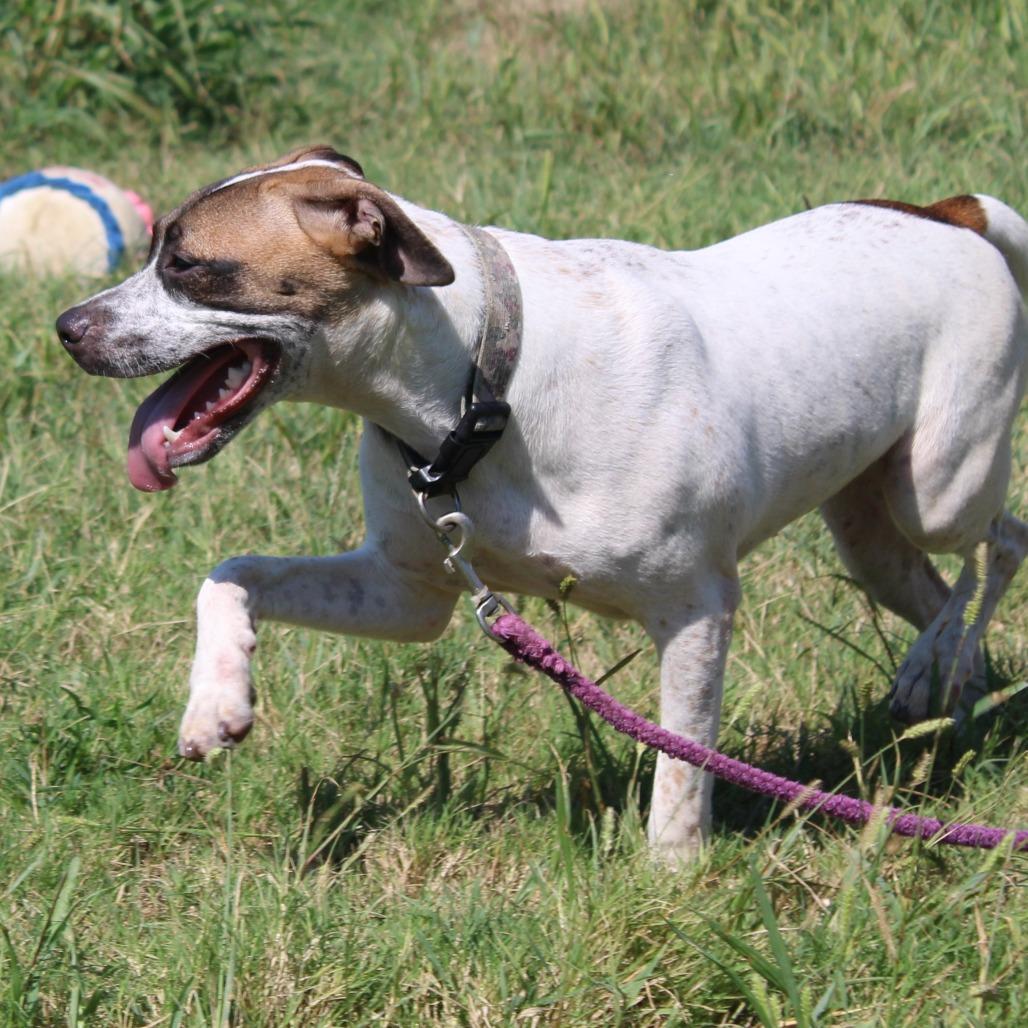 Enlarge Denali, a Adoptable mixed breed in Cleveland, MS image 3/5