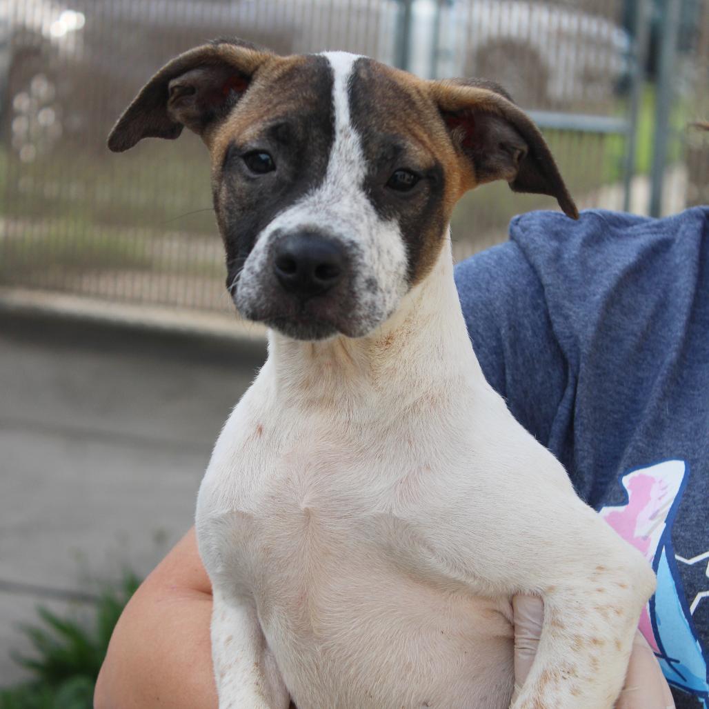 Denali, a Adoptable mixed breed in Cleveland, MS image 2/3