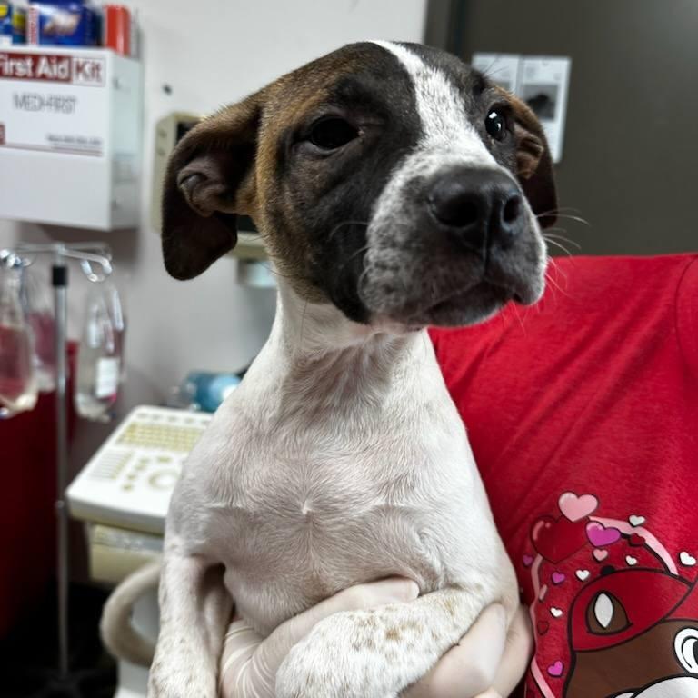 Denali, a Adoptable mixed breed in Cleveland, MS image 3/3