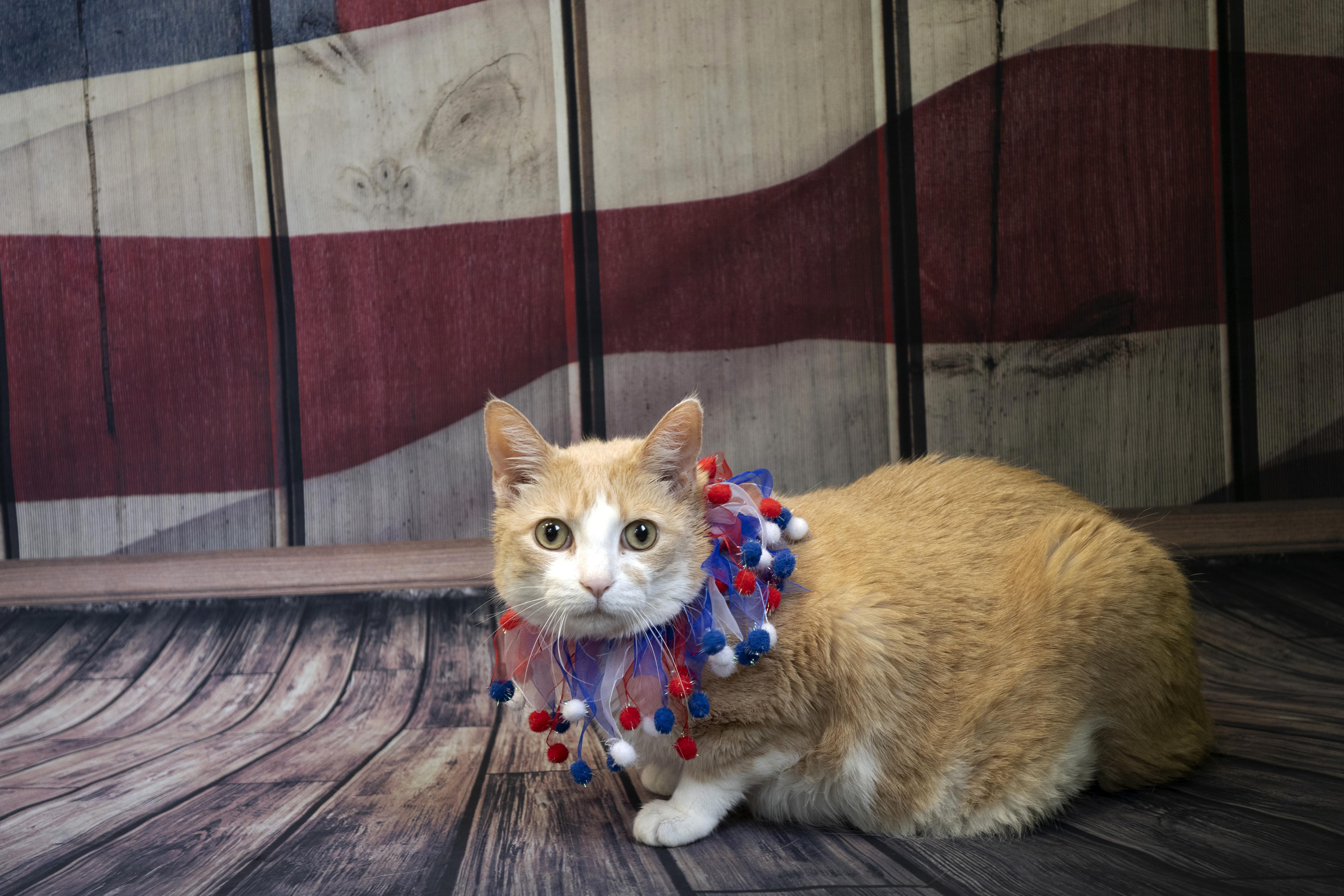 Enlarge Jack, an adopted mixed breed in Old Bridge, NJ image 1/1