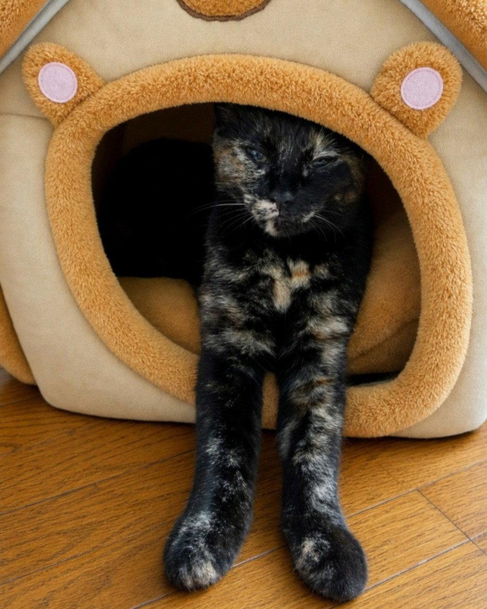 Enlarge Zena, a Adoptable Domestic Short Hair in Rochester, NY image 3/3