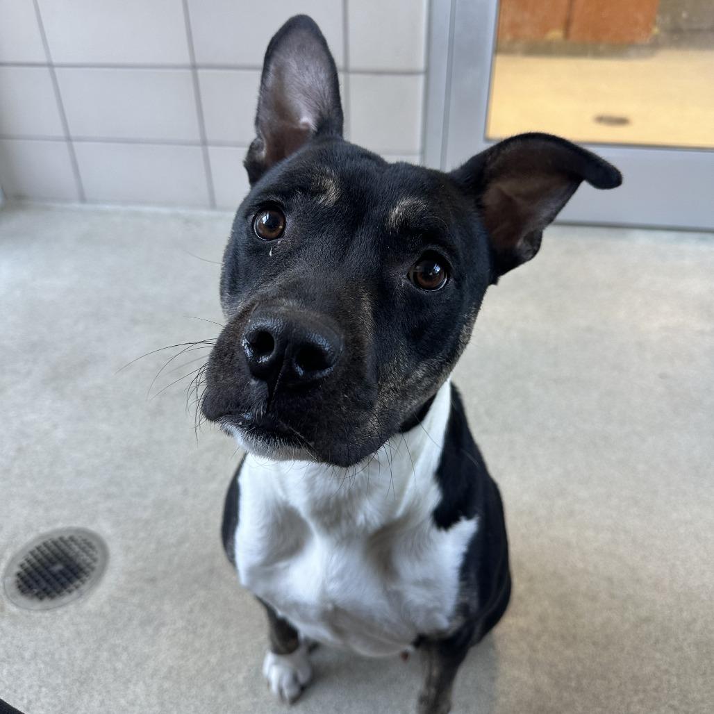 Enlarge Khalifa, a Adoptable Mixed Breed in Clearwater, FL image 1/6