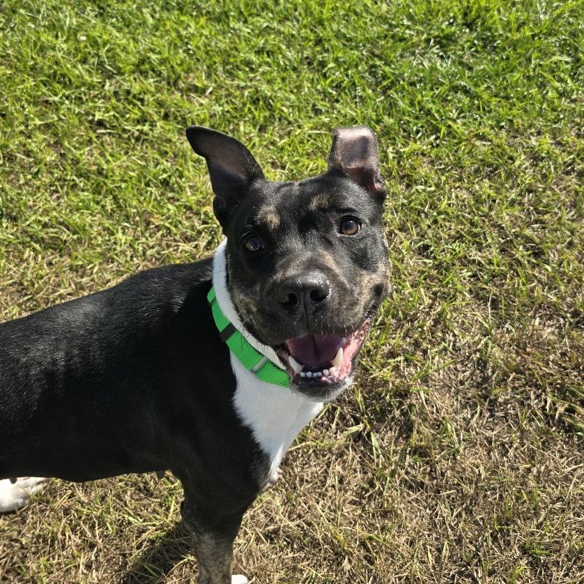 Khalifa, a Adoptable Mixed Breed in Clearwater, FL image 1/6