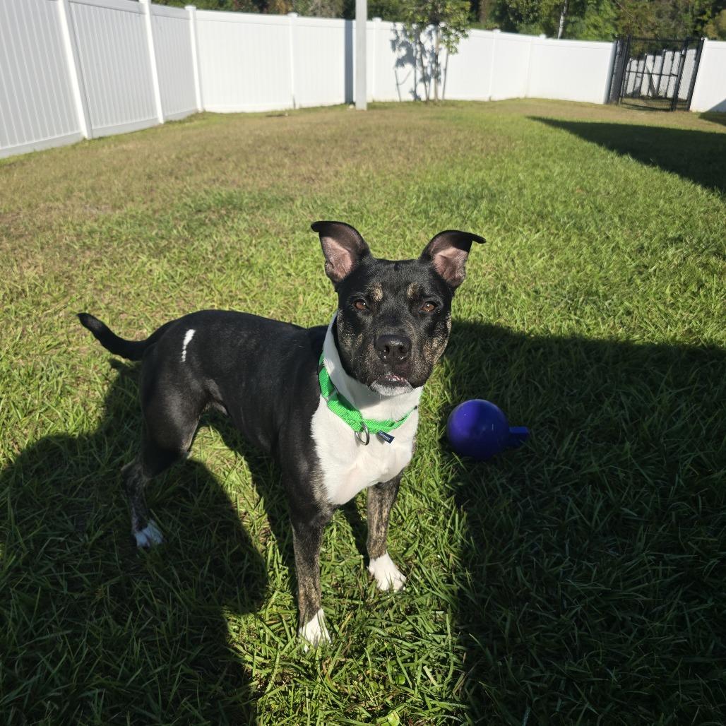 Enlarge Khalifa, a Adoptable Mixed Breed in Clearwater, FL image 4/6