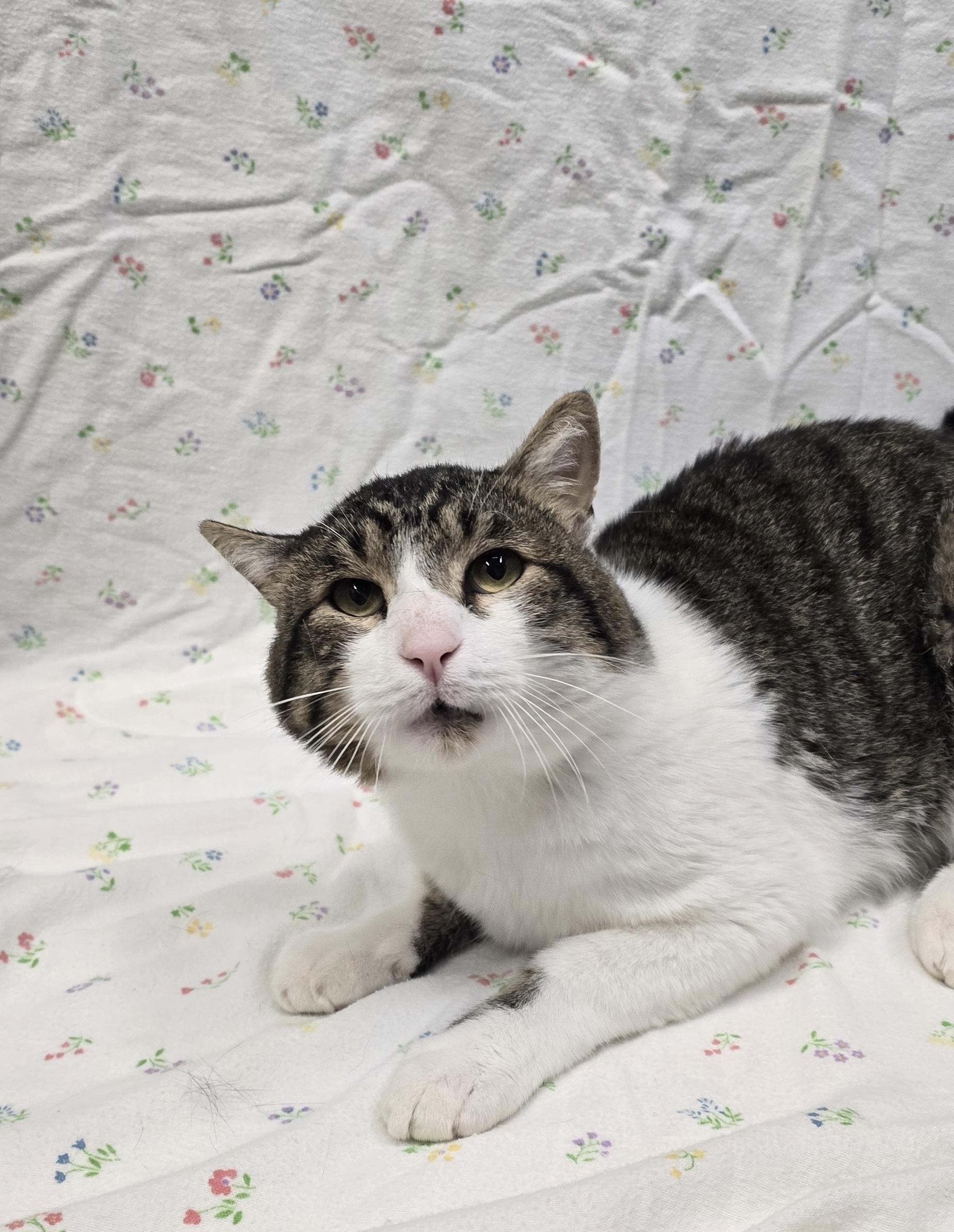 Yeti, Adopted, Adult Male Domestic Short Hair.