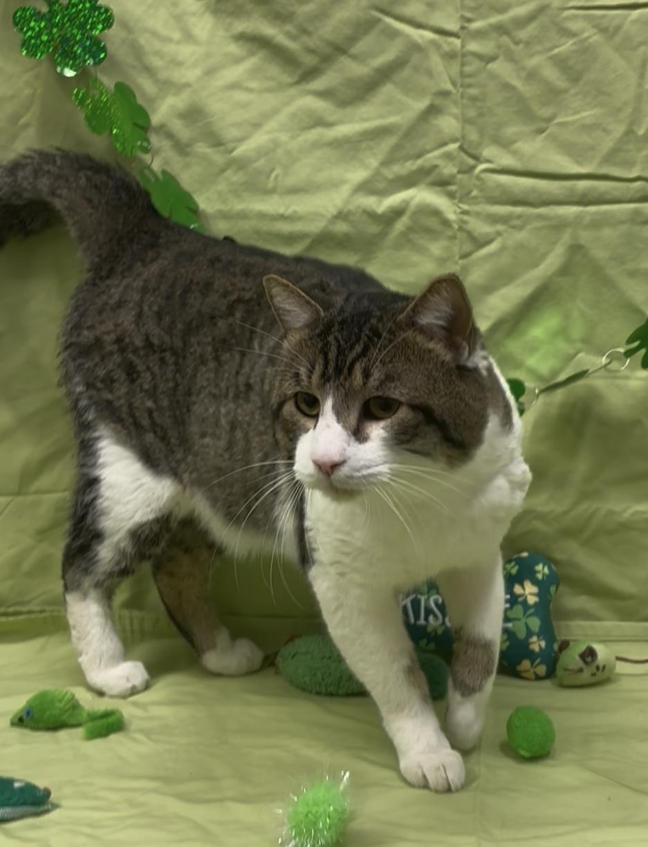 Enlarge Yeti, a Adopted mixed breed in Payson, AZ image 5/5