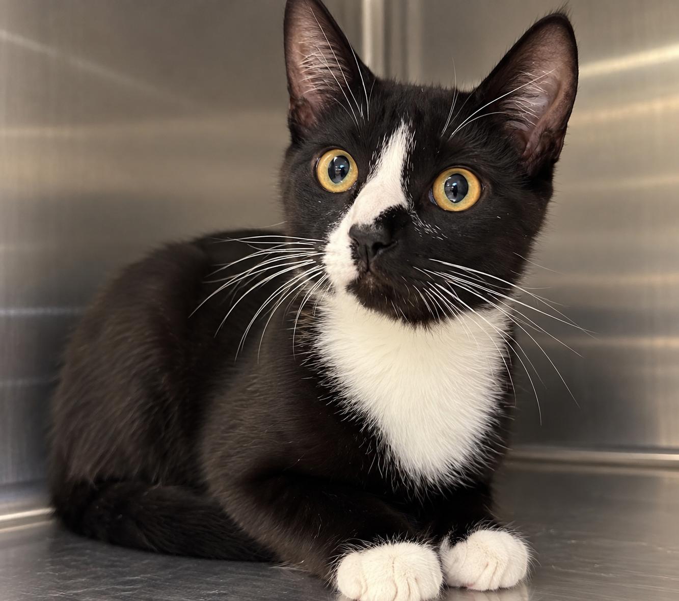 Enlarge Vienna (from the coffee litter), a Adoptable Tuxedo in Sacramento, CA image 1/3