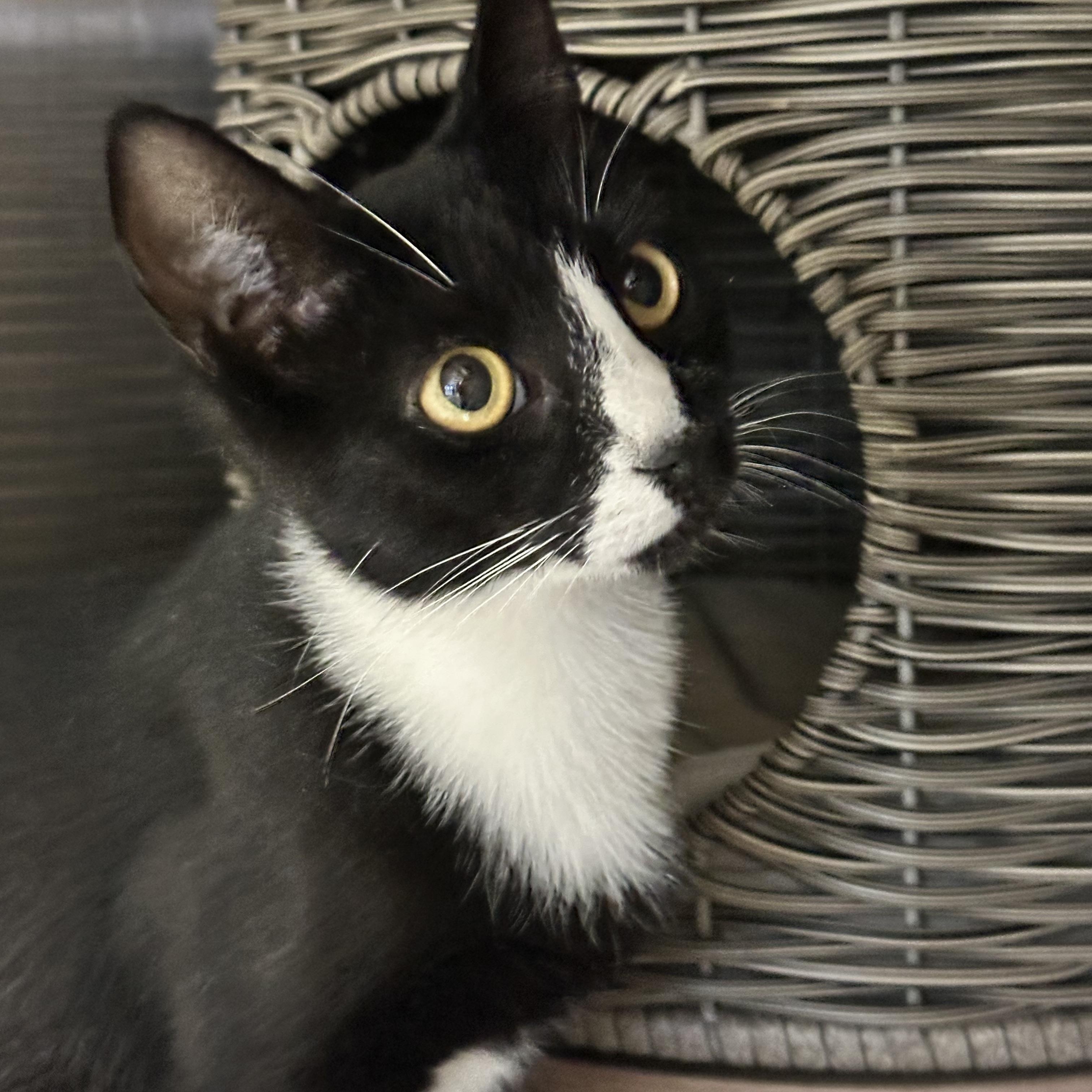 Enlarge Vienna (from the coffee litter), a Adoptable Tuxedo in Sacramento, CA image 2/3