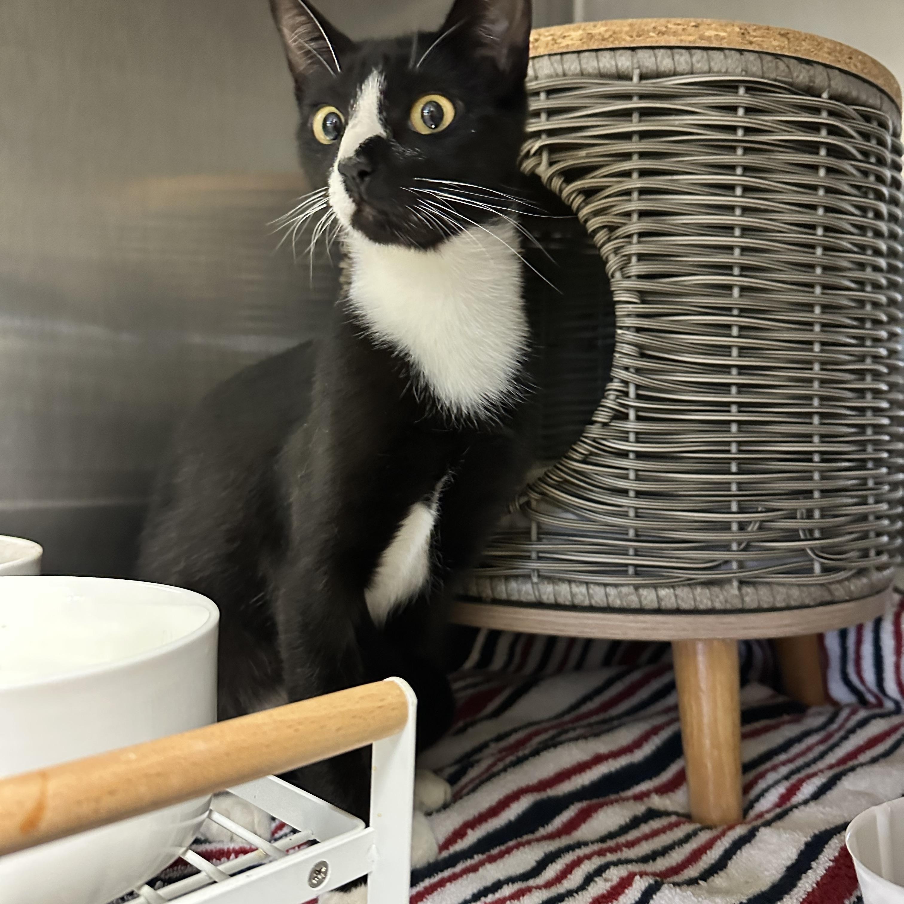 Enlarge Vienna (from the coffee litter), a Adoptable Tuxedo in Sacramento, CA image 3/3