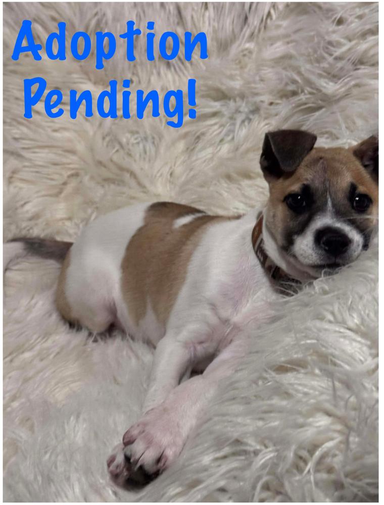 Caramelo thumbnail 2