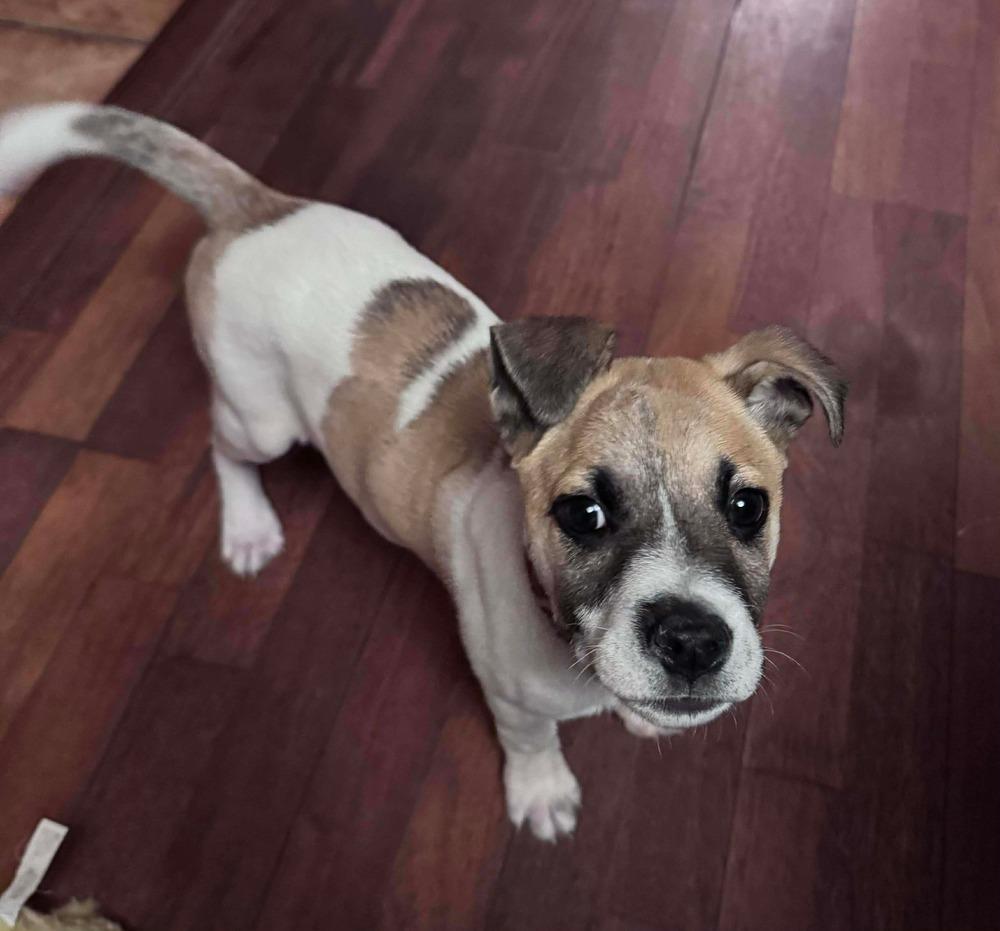 Caramelo thumbnail 3