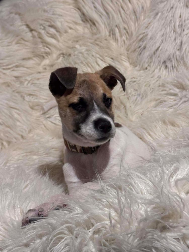 Caramelo thumbnail 4