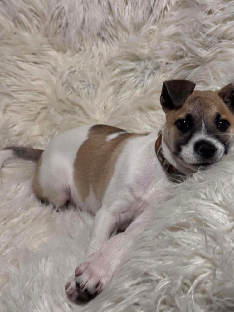 Caramelo thumbnail 5