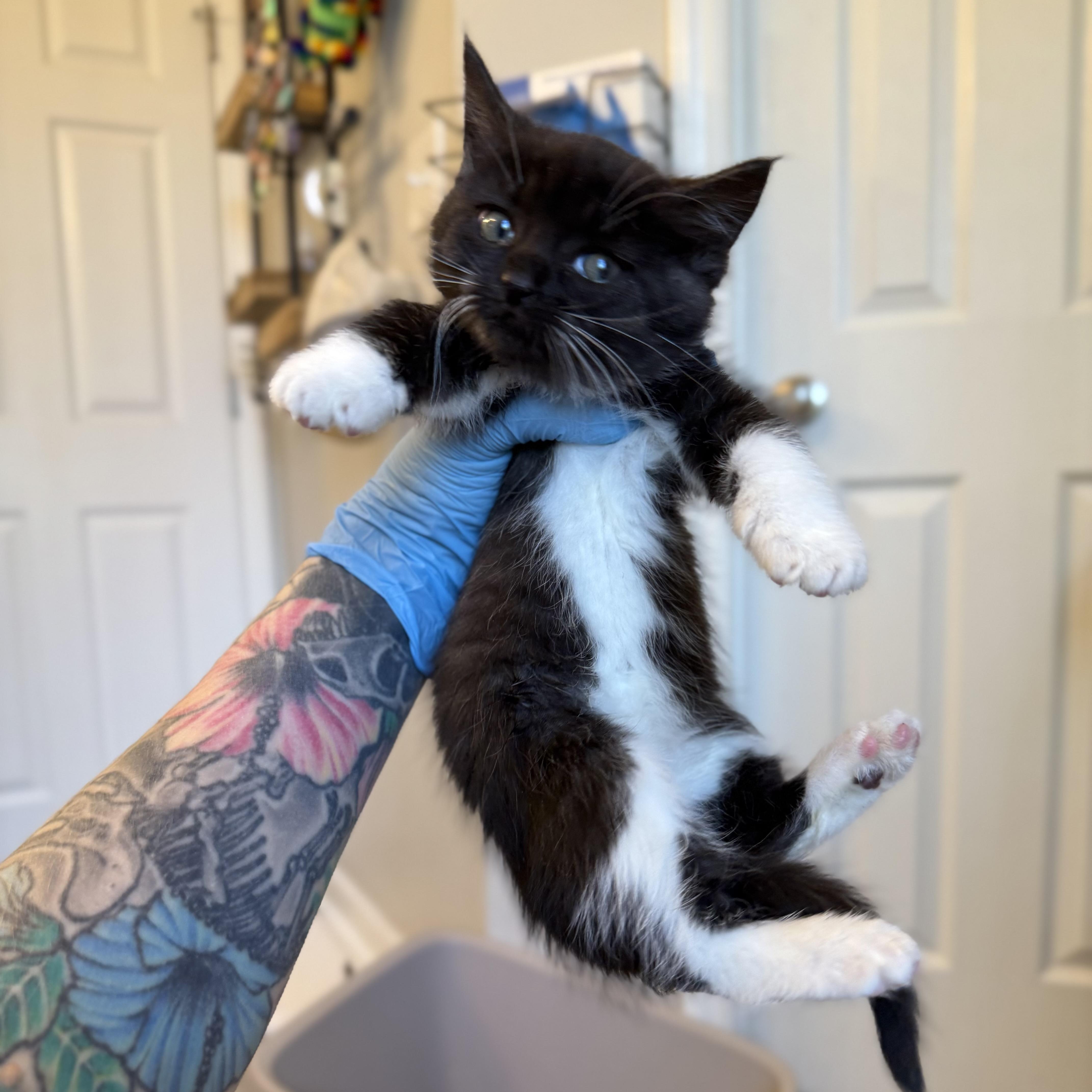 Enlarge Bigfoot, a Adoptable Domestic Short Hair in Charlotte, NC image 1/5