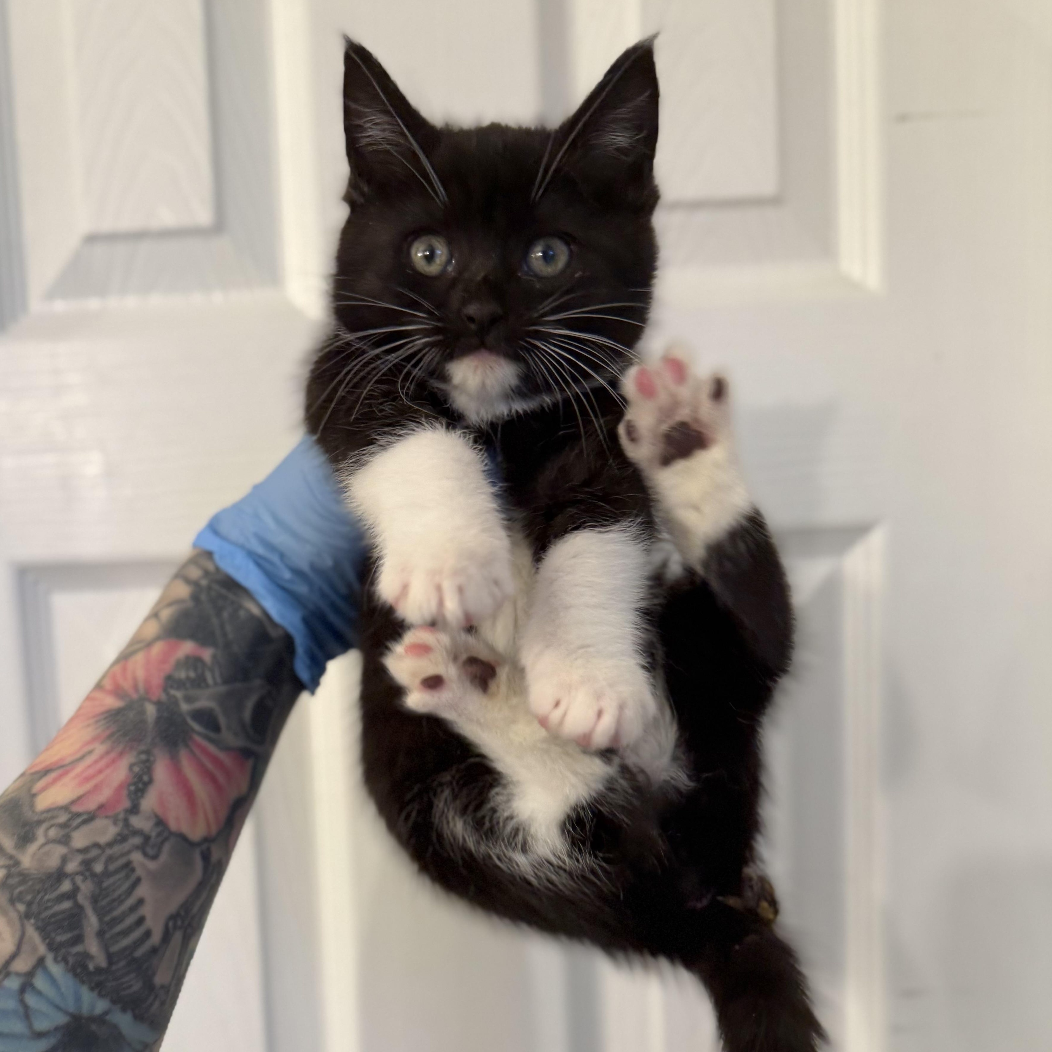 Enlarge Bigfoot, a Adoptable Domestic Short Hair in Charlotte, NC image 5/5