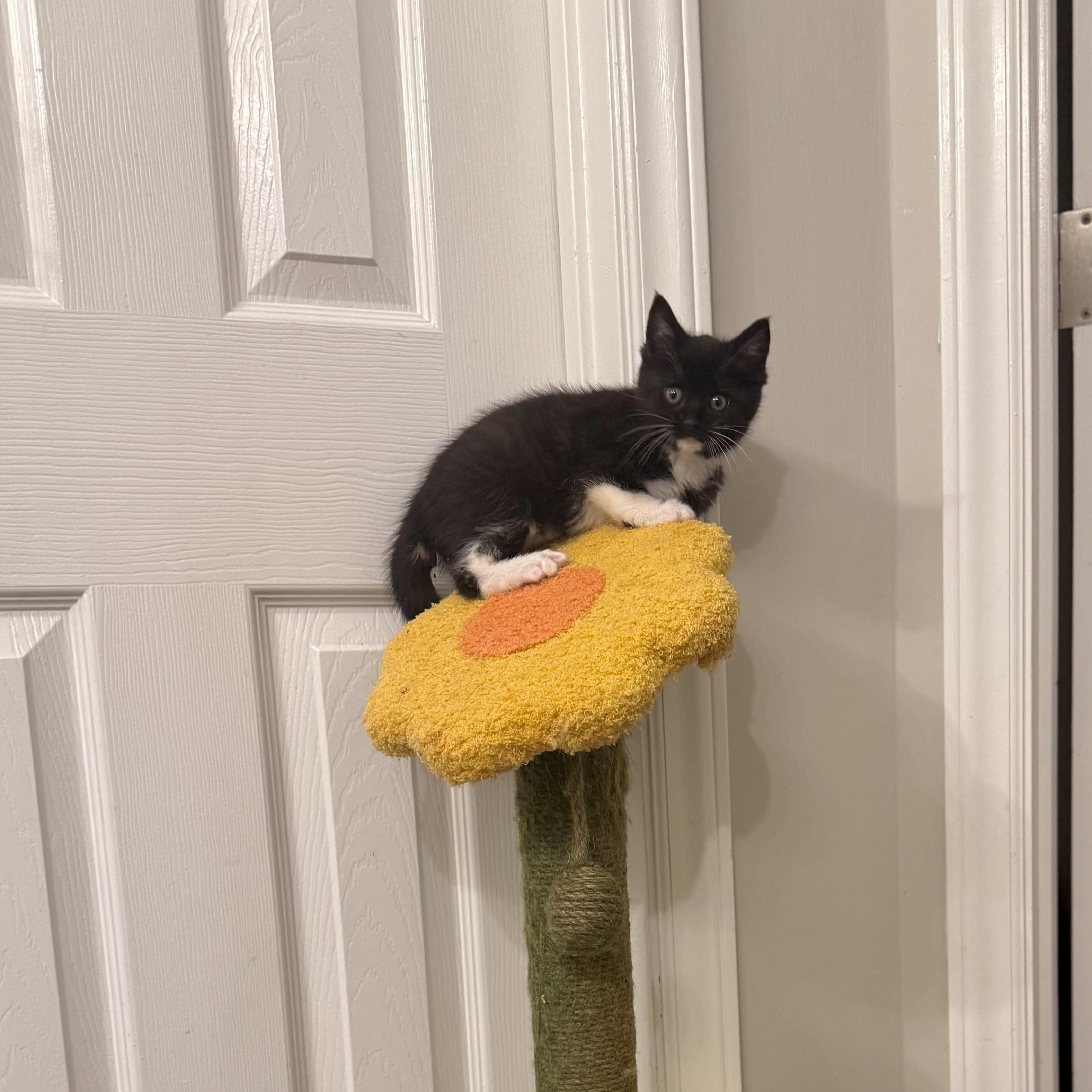 Enlarge Bigfoot, a Adoptable Domestic Short Hair in Charlotte, NC image 4/5