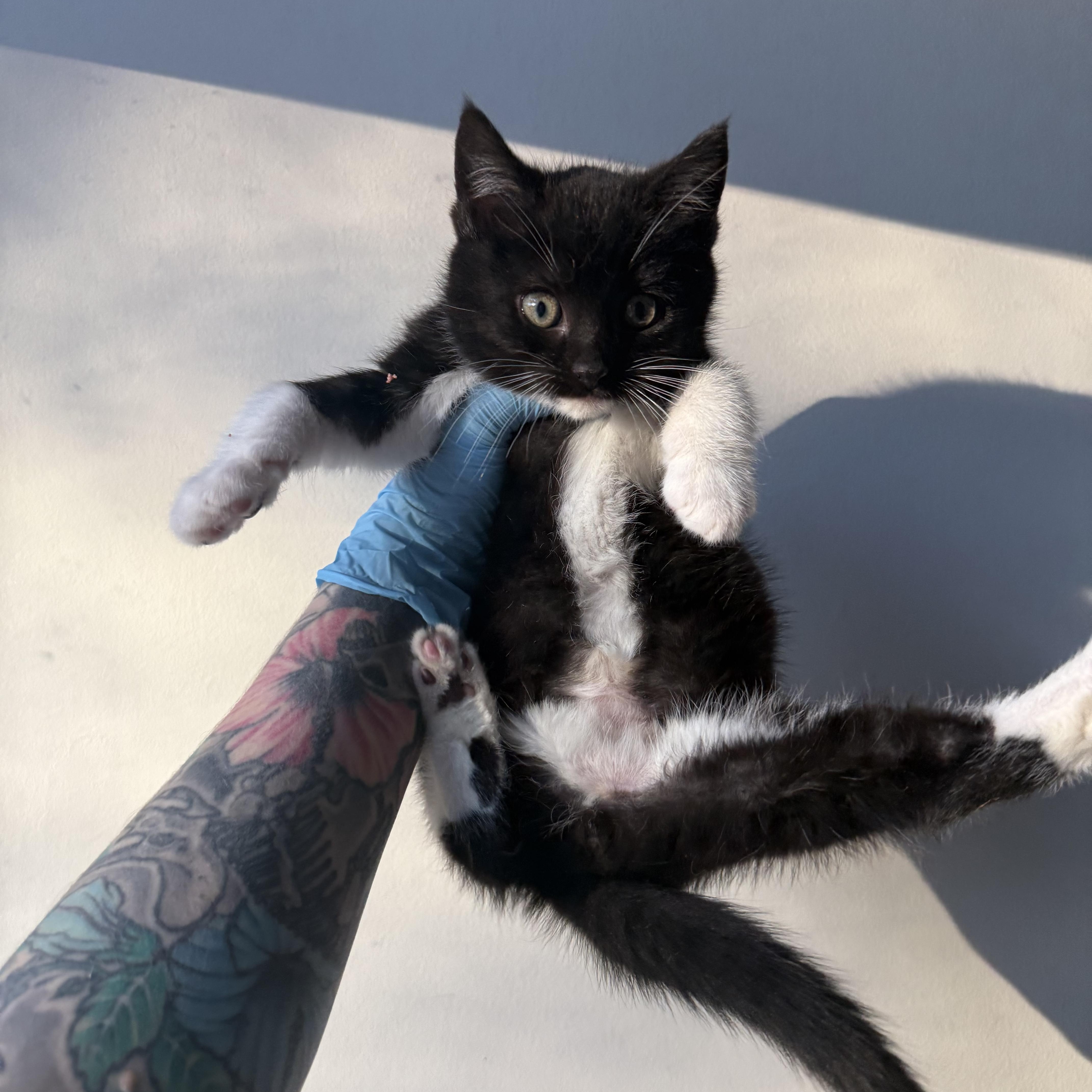 Enlarge Bigfoot, a Adoptable Domestic Short Hair in Charlotte, NC image 2/5