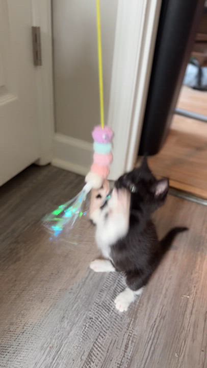 Enlarge Bigfoot, a Adoptable Domestic Short Hair in Charlotte, NC video 3/5