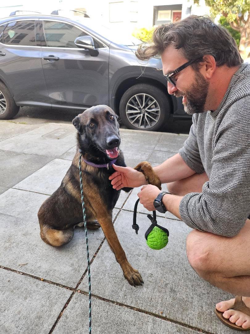Hammer, ADOPTABLE, Young Male Belgian Shepherd / Malinois.