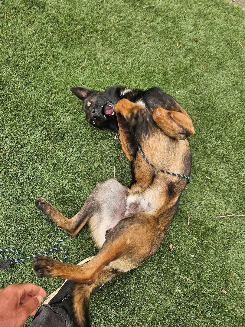 Enlarge Hammer, a ADOPTABLE Belgian Shepherd / Malinois in San Diego, CA image 2/3