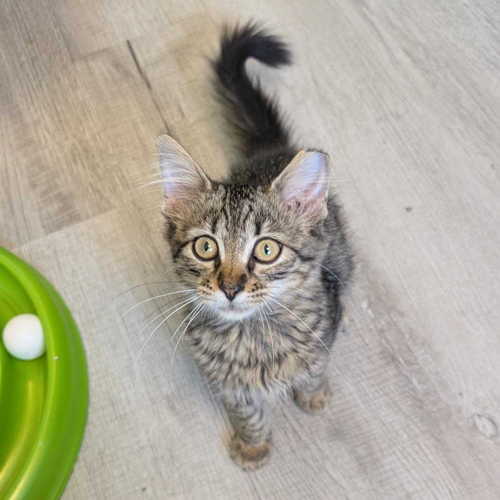 Hilton, Adoptable, Kitten Male Domestic Short Hair.