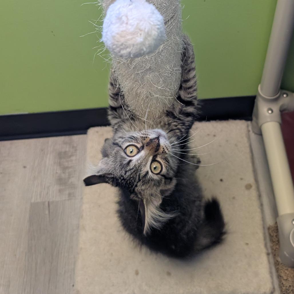 Enlarge Hilton, a Adoptable Domestic Short Hair in Emporia, KS image 2/2