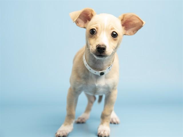 LIZZY, Adoptable, Puppy Female Cairn Terrier & Mixed Breed.