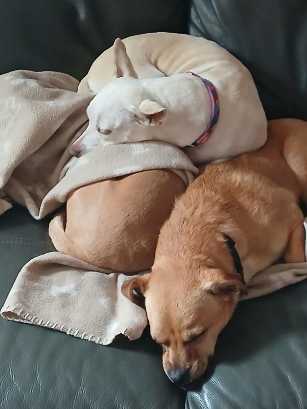 Grin, a Adoptable mixed breed in San Francisco, CA image 1/3