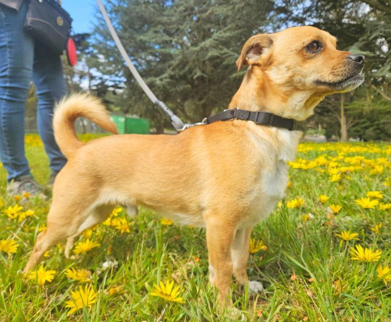 Grin, a Adoptable mixed breed in San Francisco, CA image 2/3