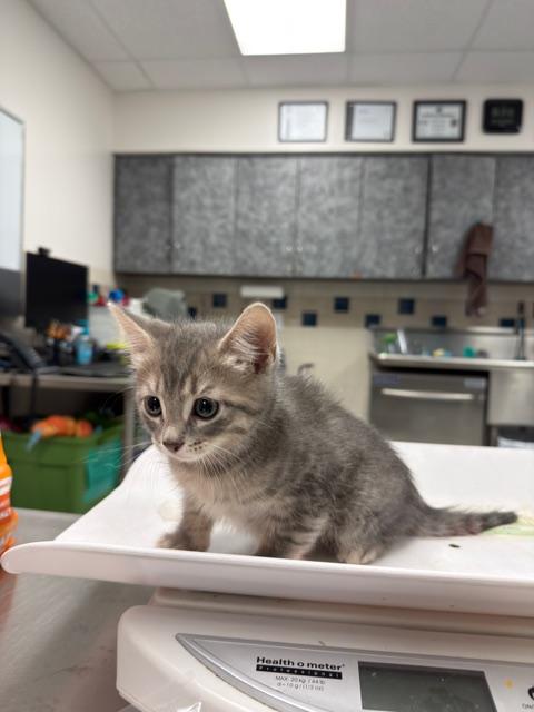 Drake, adopted, Kitten Male Domestic Short Hair.