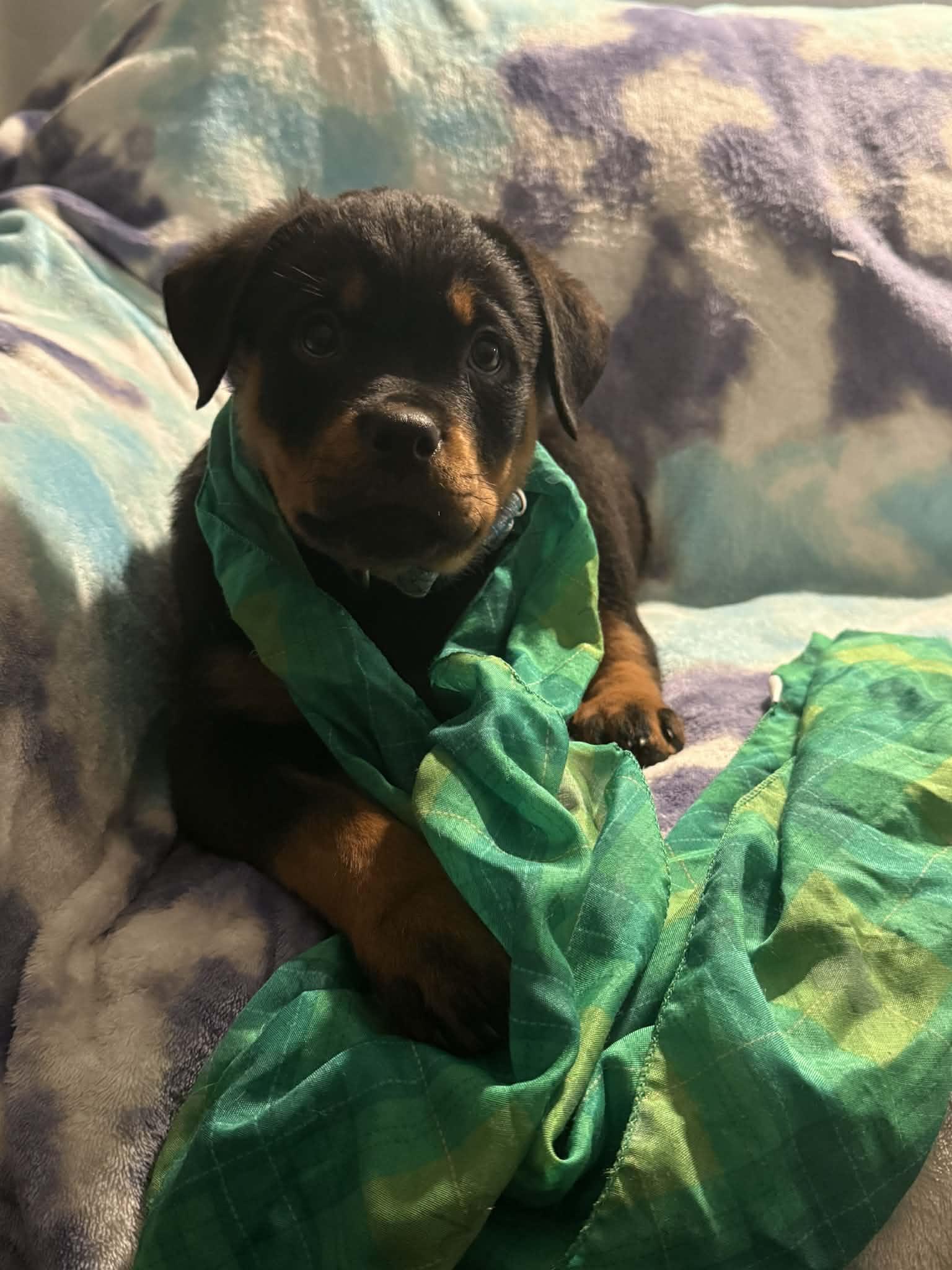 Enlarge Annie, an adopted Rottweiler in Binghamton, NY image 2/2