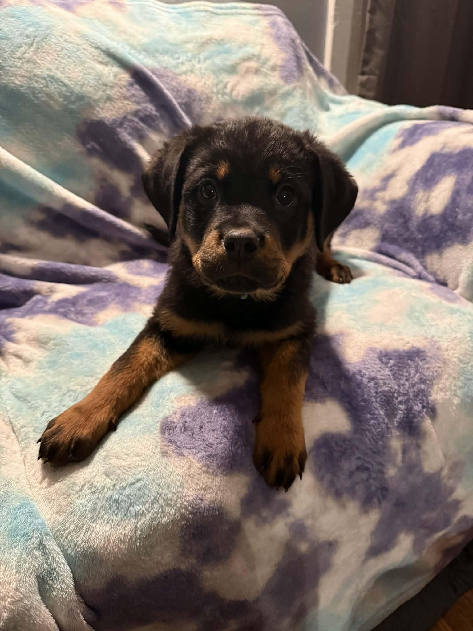 Annie, adopted, Puppy Female Rottweiler.