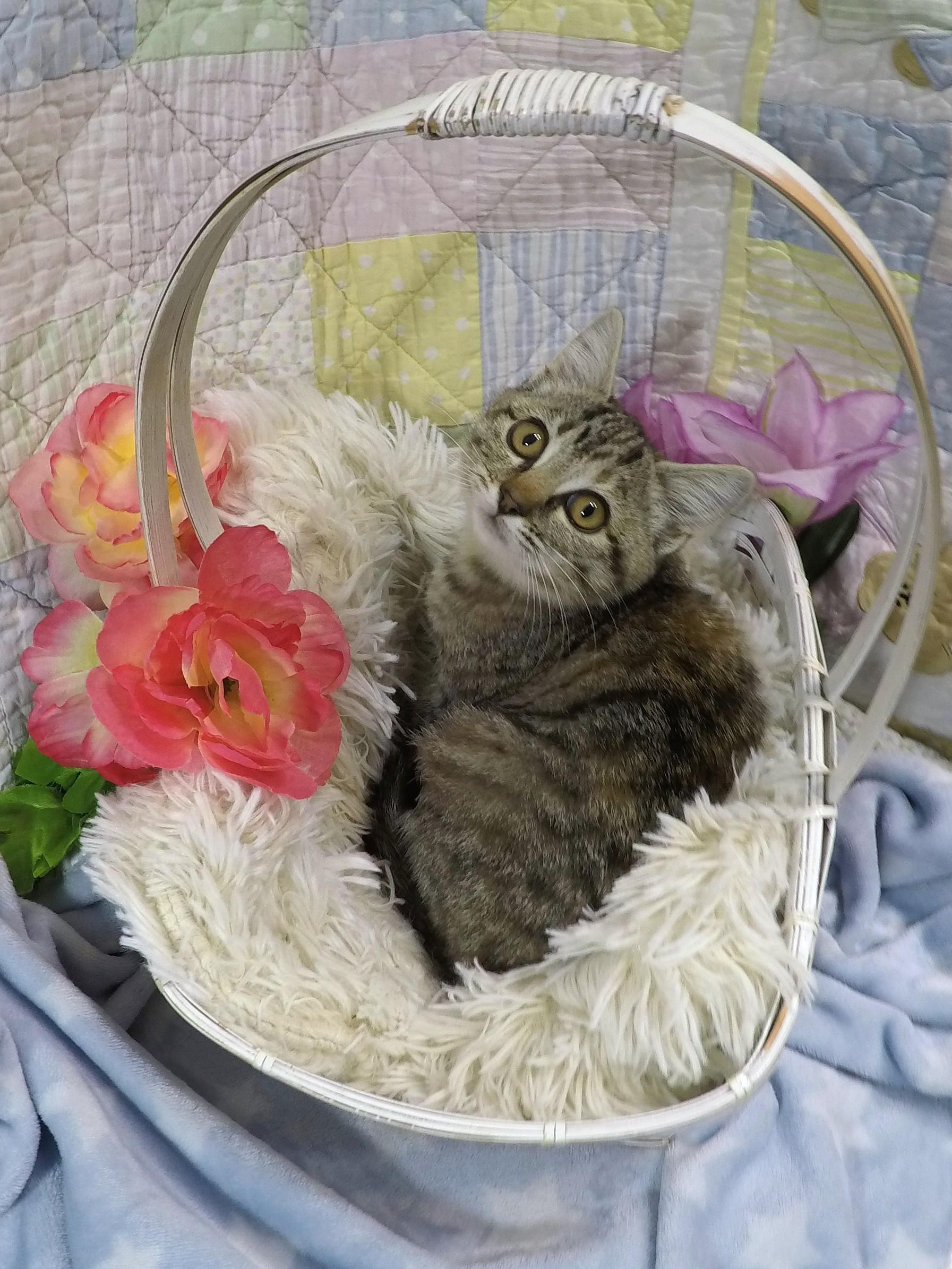 Milk, a Adoptable Tabby in Lake Oswego, OR image 1/3
