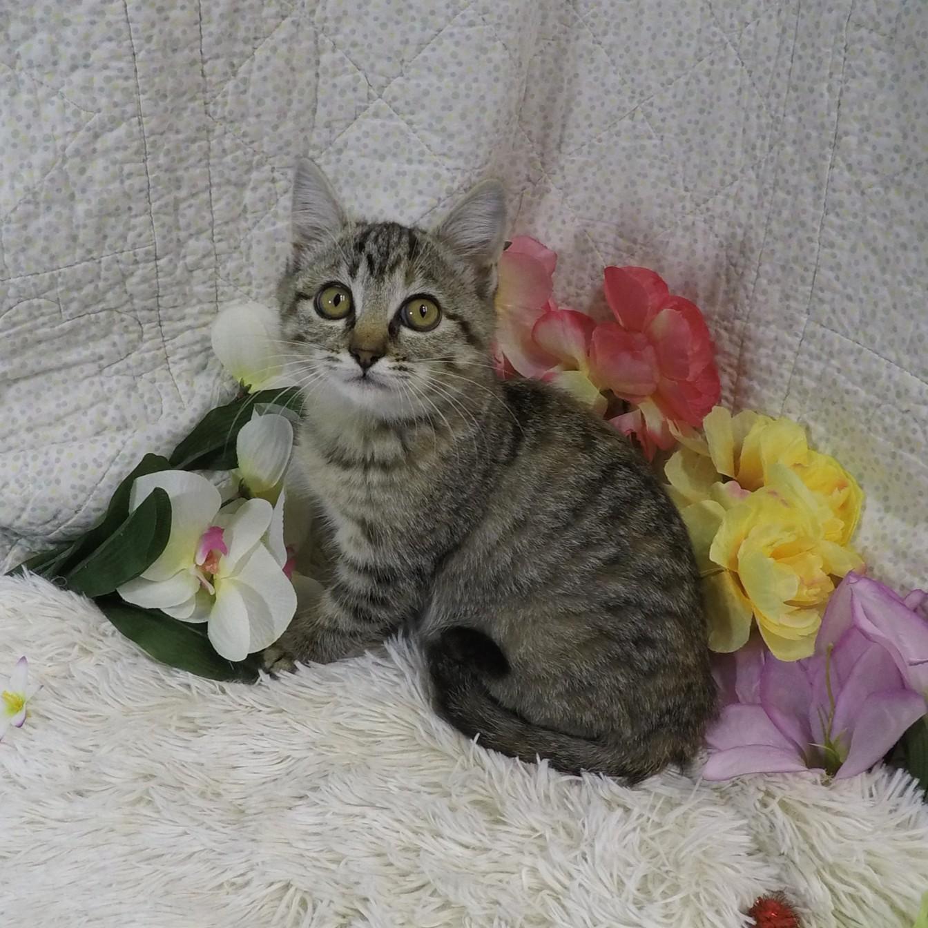 Milk, a Adoptable Tabby in Lake Oswego, OR image 2/3
