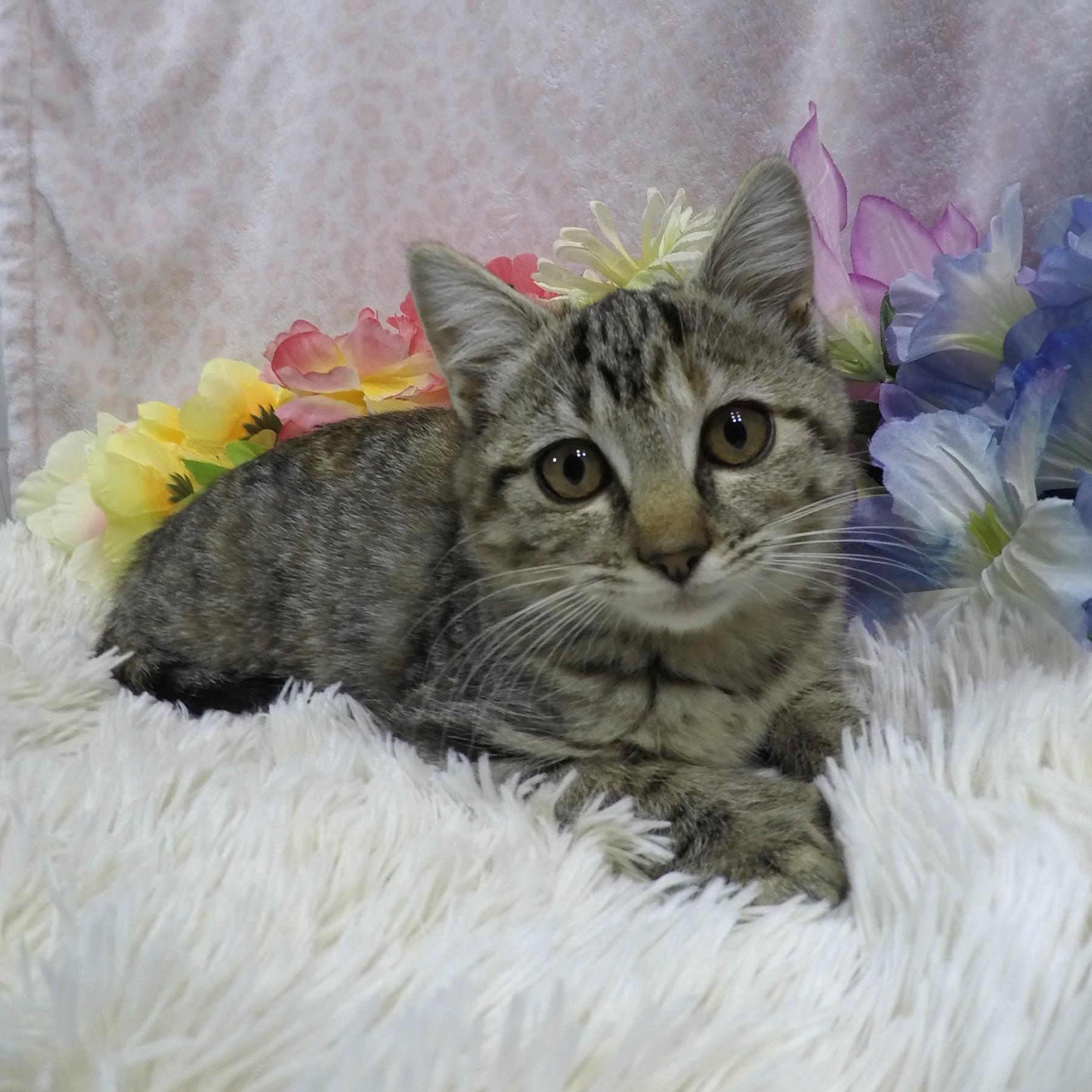 Milk, a Adoptable Tabby in Lake Oswego, OR image 3/3