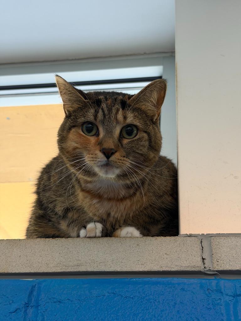 Zoey, Adoptable, Adult Female Domestic Short Hair.