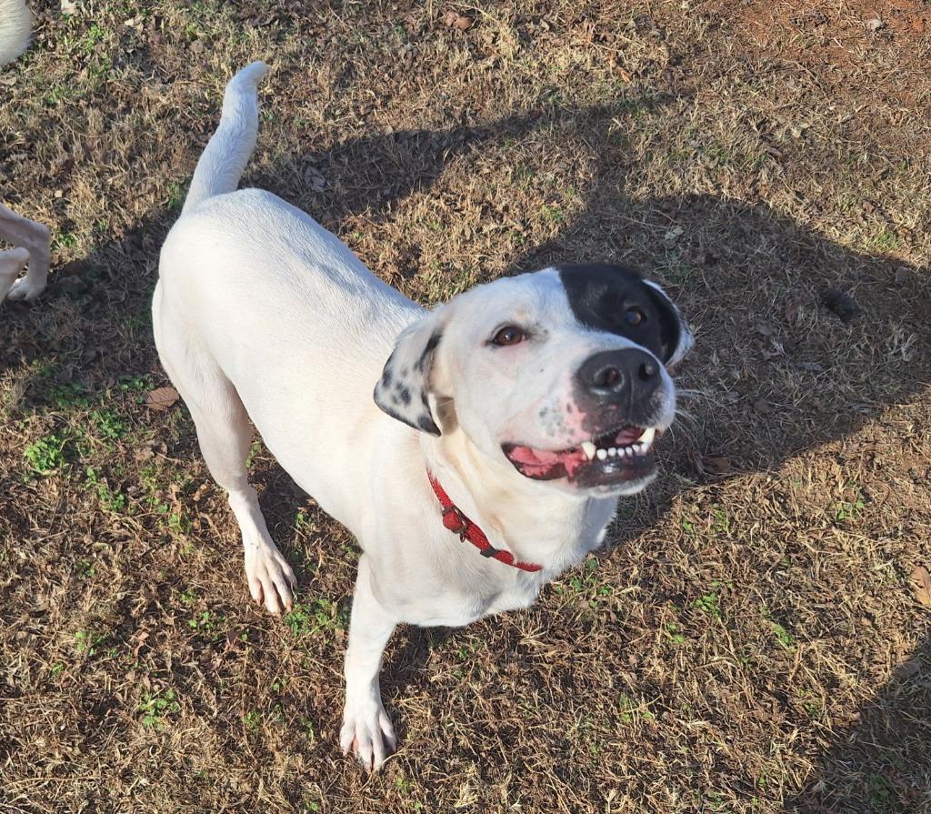 Enlarge Bandit, a Adoptable mixed breed in Noble, OK image 2/6