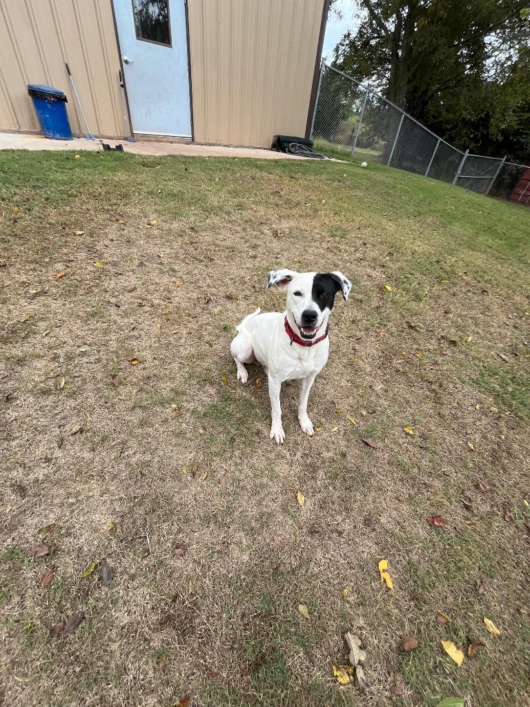 Enlarge Bandit, a Adoptable mixed breed in Noble, OK image 3/6