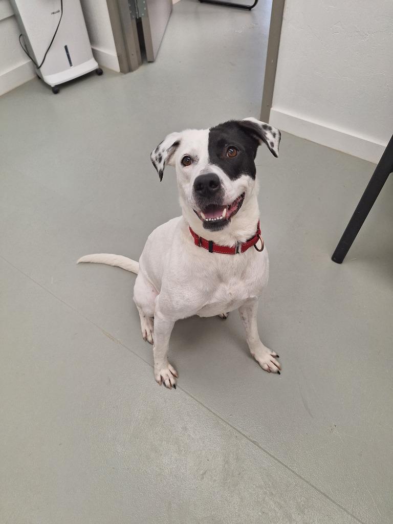 Enlarge Bandit, a Adoptable mixed breed in Noble, OK image 4/6