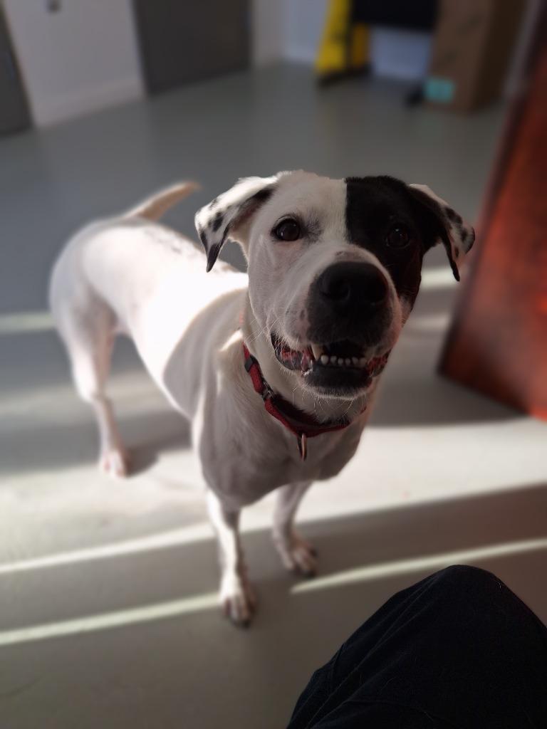 Enlarge Bandit, a Adoptable mixed breed in Noble, OK image 6/6